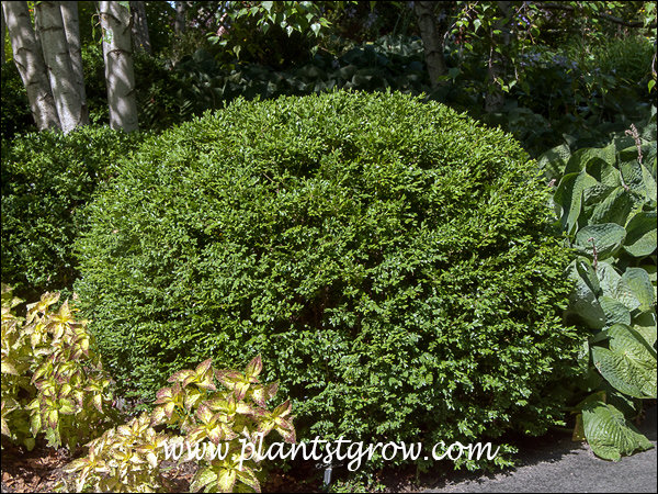 Green Gem Boxwood growing with Coleus and Hosta.